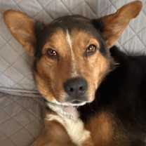 Thumbnail photo of Ryder #3