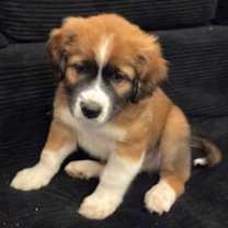 Thumbnail photo of PUPPY DENNIS #1