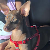 Thumbnail photo of SWEET PETE #3