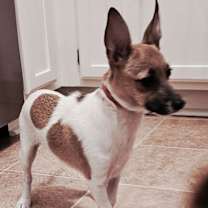 Thumbnail photo of BATMAN #4