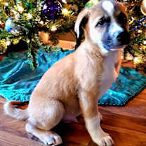 Thumbnail photo of PUPPY NORTH #2