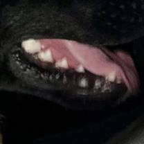 Thumbnail photo of Bear #4