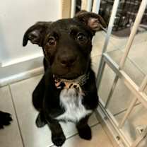 Thumbnail photo of Jesse #1