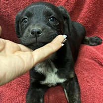 Thumbnail photo of Jesse #2