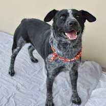 Thumbnail photo of Bark the Herald #1