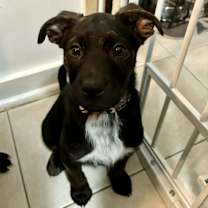 Thumbnail photo of Jesse #4