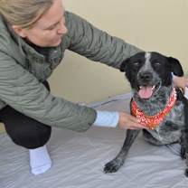 Thumbnail photo of Bark the Herald #2