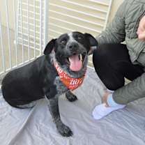 Thumbnail photo of Bark the Herald #3