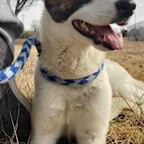 Thumbnail photo of Mango #3