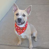 Thumbnail photo of Waggy Wonderland #2