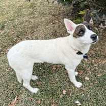 Thumbnail photo of Mango #4