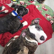 Thumbnail photo of Spice #1