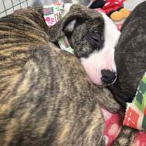 Thumbnail photo of Spice #4