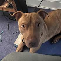 Thumbnail photo of Buddy #1