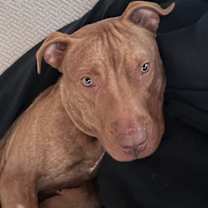 Thumbnail photo of Buddy #2