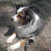 Thumbnail photo of Rory VA #2