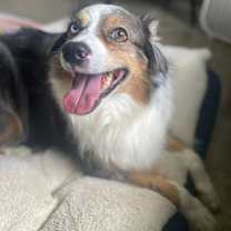 Thumbnail photo of Rory VA #3