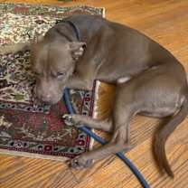 Thumbnail photo of Bumpy #3