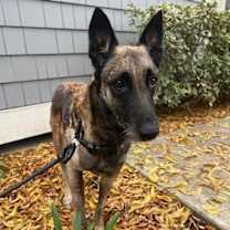 Thumbnail photo of Roxy in CA #1