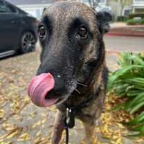 Thumbnail photo of Roxy in CA #2