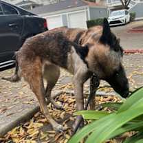 Thumbnail photo of Roxy in CA #3