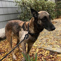 Thumbnail photo of Roxy in CA #4