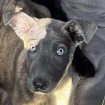 Thumbnail photo of Rugrats- Spike- located in Florida #1