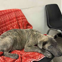 Thumbnail photo of Rugrats- Spike- located in Florida #2