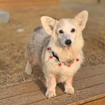 Thumbnail photo of Romang #3