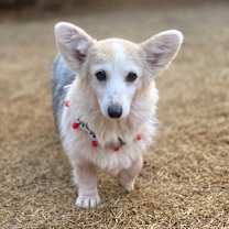 Thumbnail photo of Romang #4