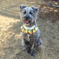 Thumbnail photo of Ashe #1