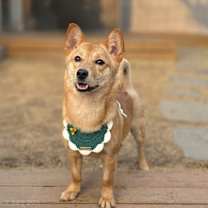 Thumbnail photo of Harry #3