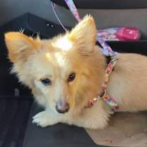 Thumbnail photo of Jambo (Mid-East) ma #4