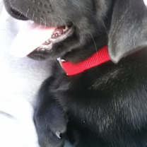 Thumbnail photo of Jaxson #3