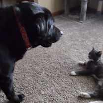 Thumbnail photo of Jaxson #2