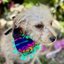 Thumbnail photo of Hansel (Mexico) sv #3