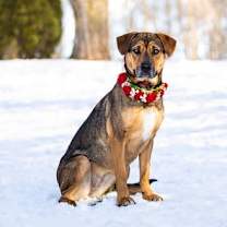 Thumbnail photo of Mocha #2