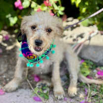 Thumbnail photo of Hansel (Mexico) sv #4