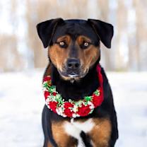 Thumbnail photo of Millie #1