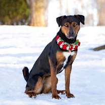 Thumbnail photo of Millie #2