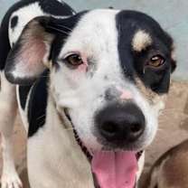 Thumbnail photo of MORNING GLORY (Mexico) yo #1