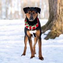 Thumbnail photo of Millie #3