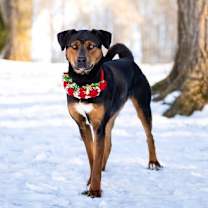 Thumbnail photo of Millie #4