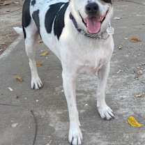 Thumbnail photo of MORNING GLORY (Mexico) yo #2