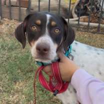 Thumbnail photo of Benny #3