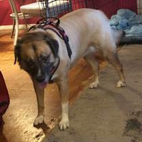 Thumbnail photo of Mattie #1