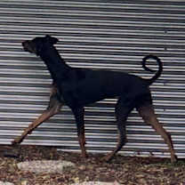 Thumbnail photo of *Chipa #4