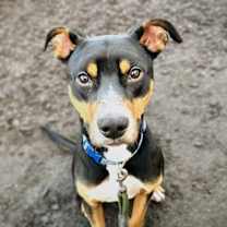 Thumbnail photo of Nibs #1