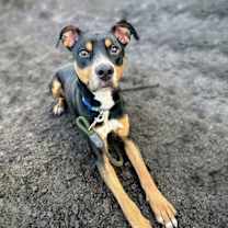 Thumbnail photo of Nibs #2