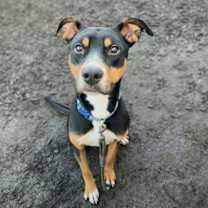 Thumbnail photo of Nibs #3